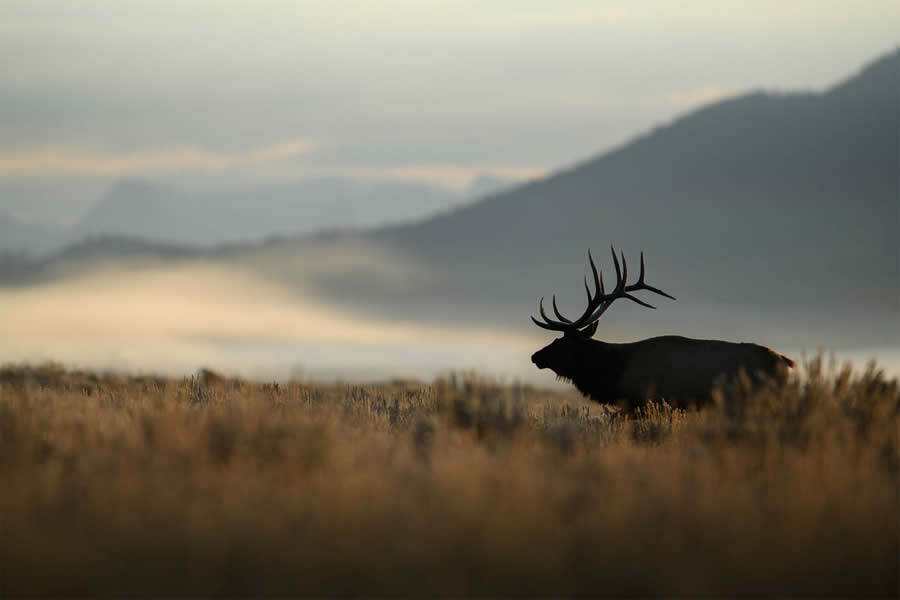 Wildlife Photography Jackson Hole Wyoming by Isaac Spotts