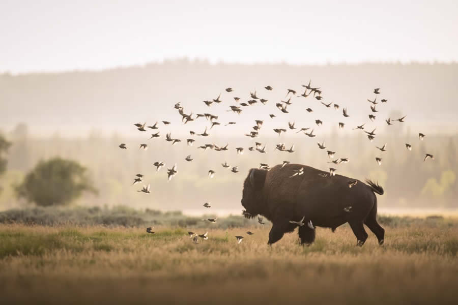 Wildlife Photography Jackson Hole Wyoming by Isaac Spotts