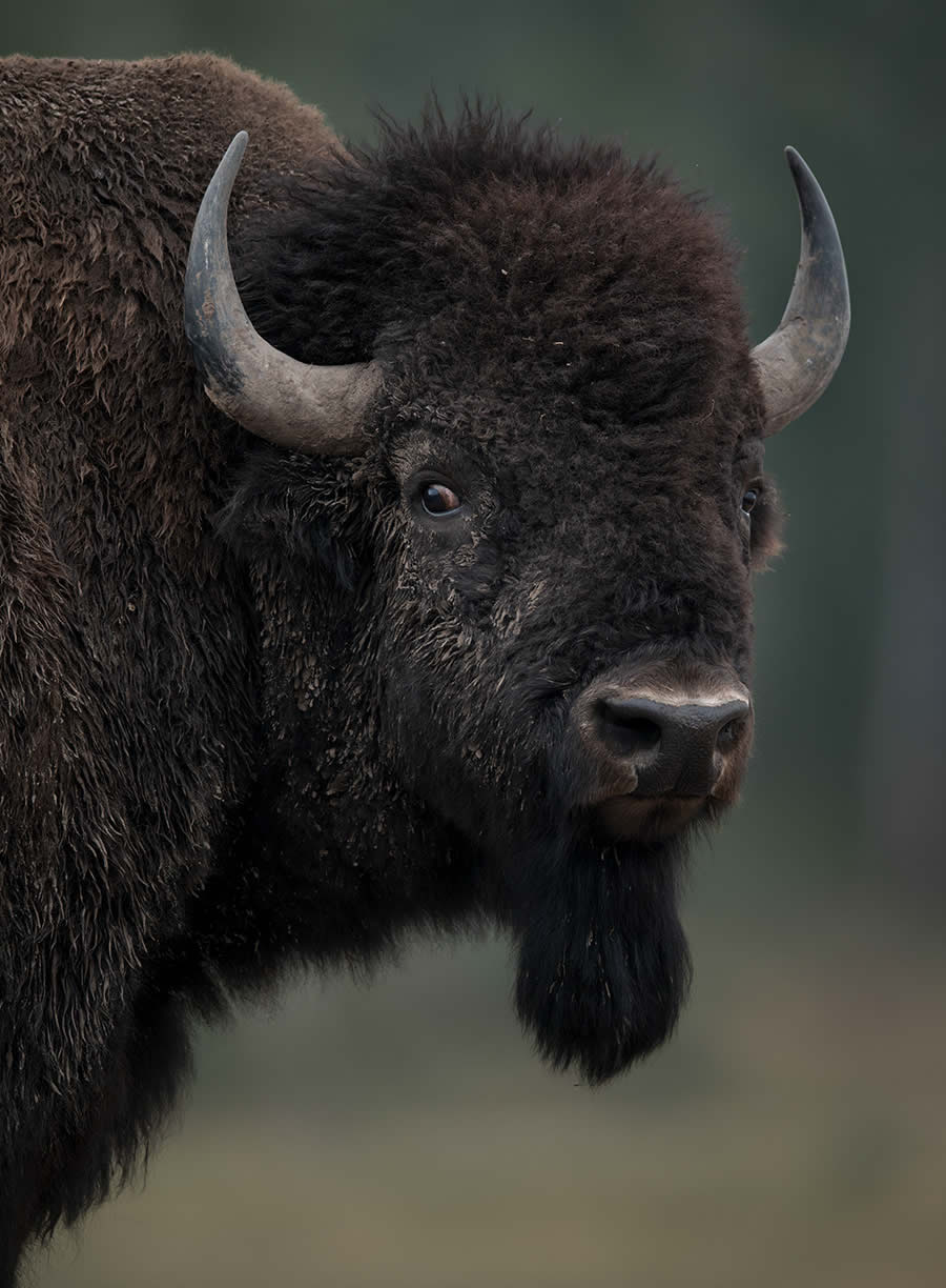 Wildlife Photography Jackson Hole Wyoming by Isaac Spotts