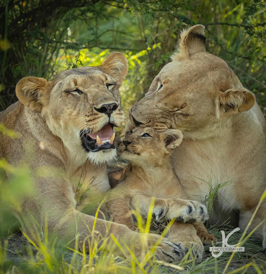 Award-Winning Wildlife Photography by Jens Cullmann