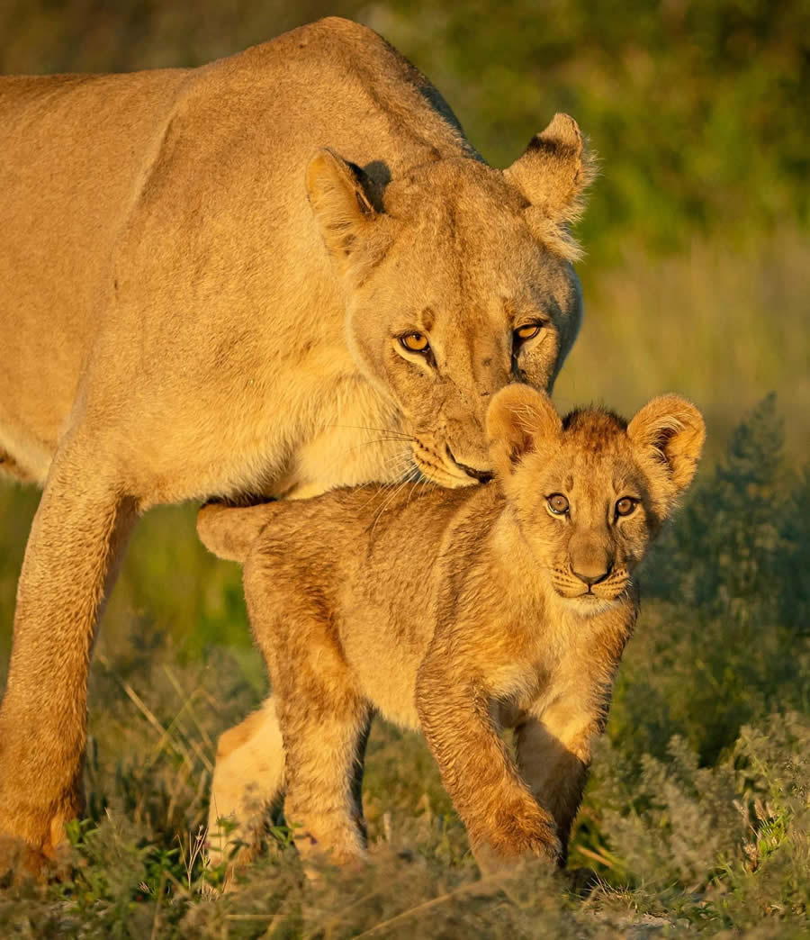 Award-Winning Wildlife Photography by Jens Cullmann