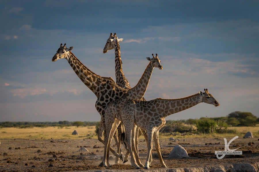 Award-Winning Wildlife Photography by Jens Cullmann