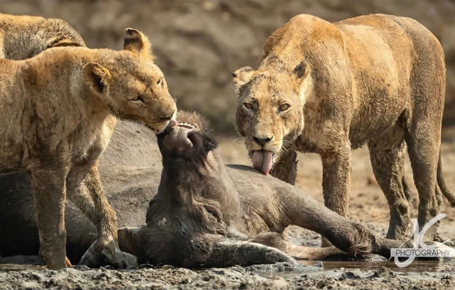 Award-Winning Wildlife Photography by Jens Cullmann