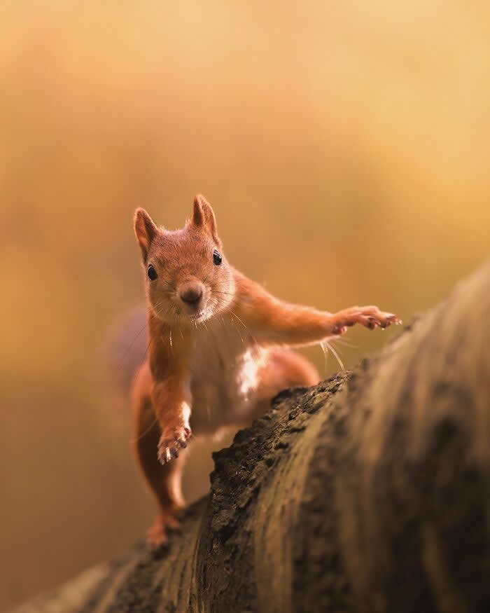 Wildlife Photography by Ossi Saarinen