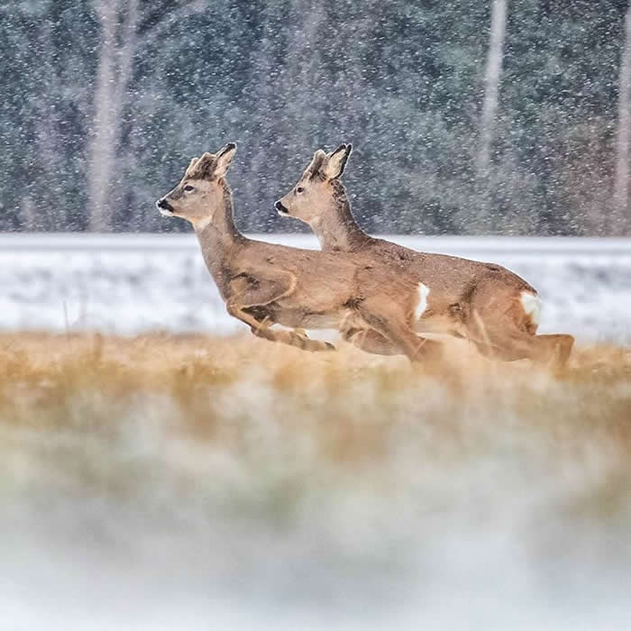 Wildlife Photography by Ossi Saarinen