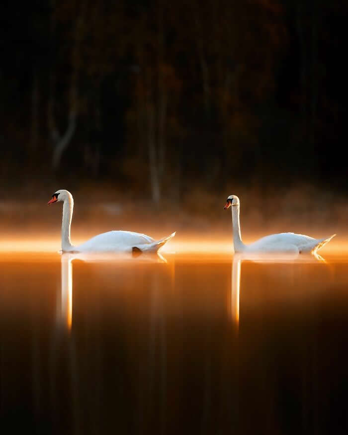 Wildlife Photography by Ossi Saarinen