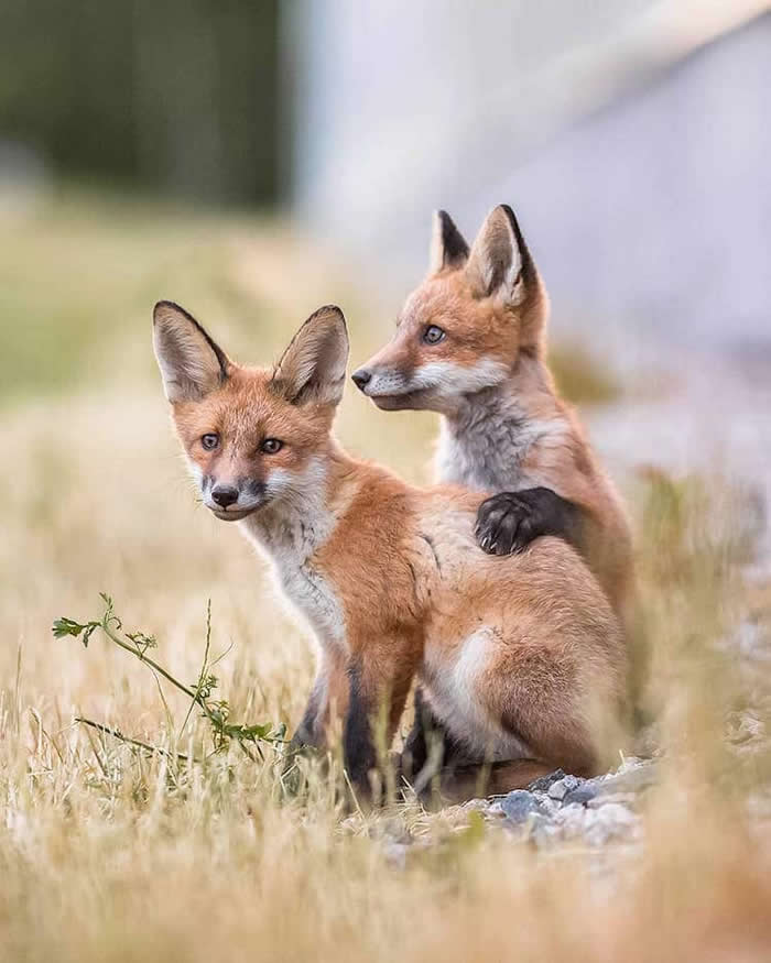 Wildlife Photography by Ossi Saarinen