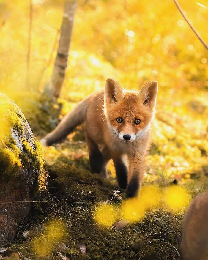 Wildlife Photography by Ossi Saarinen