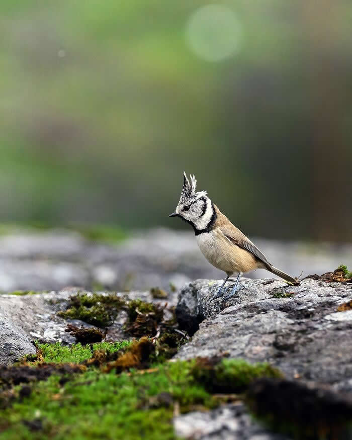 Wildlife Photography by Ossi Saarinen