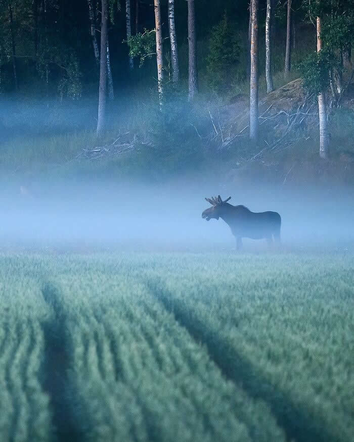 Wildlife Photography by Ossi Saarinen