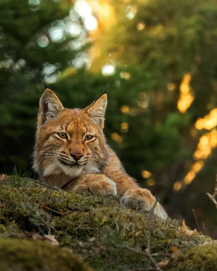 Wildlife Photography by Ossi Saarinen