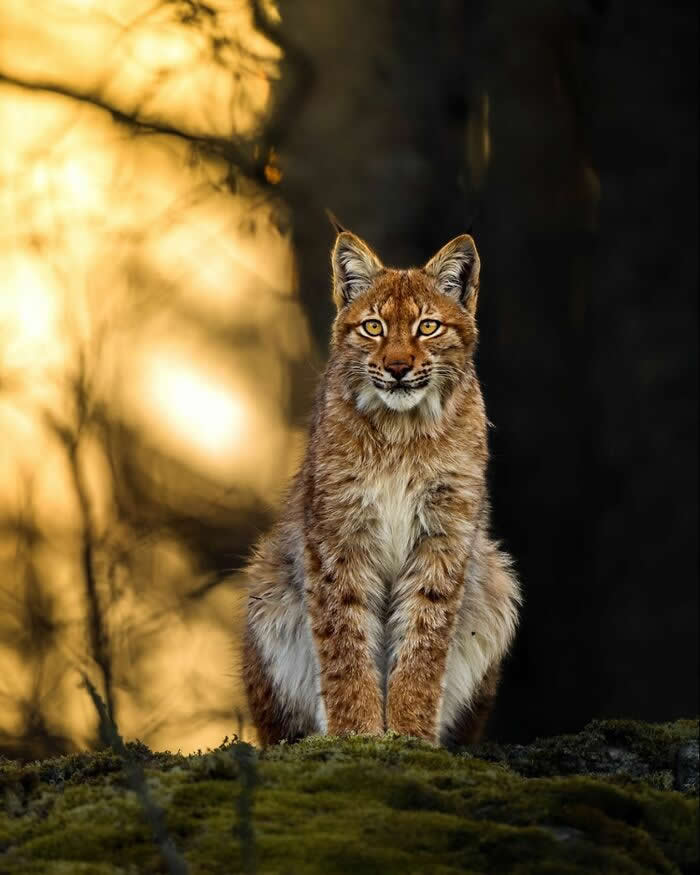 Wildlife Photography by Ossi Saarinen