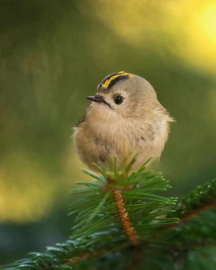 Wildlife Photography by Ossi Saarinen