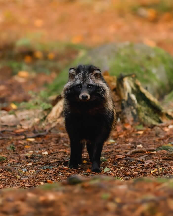 Wildlife Photography by Ossi Saarinen