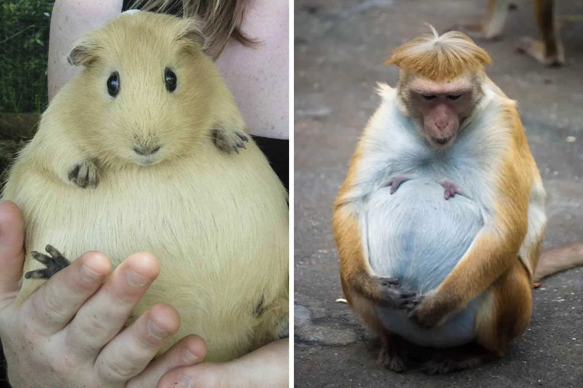 Adorably Pregnant Animals That Look Ready to Welcome Their Babies