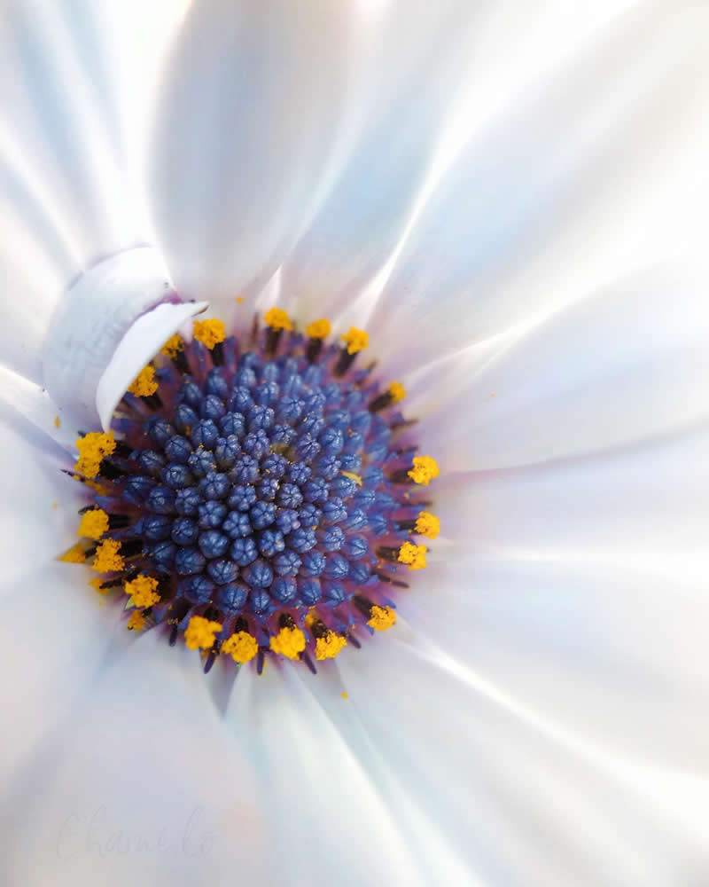 Beautiful Flower Photography by Charne