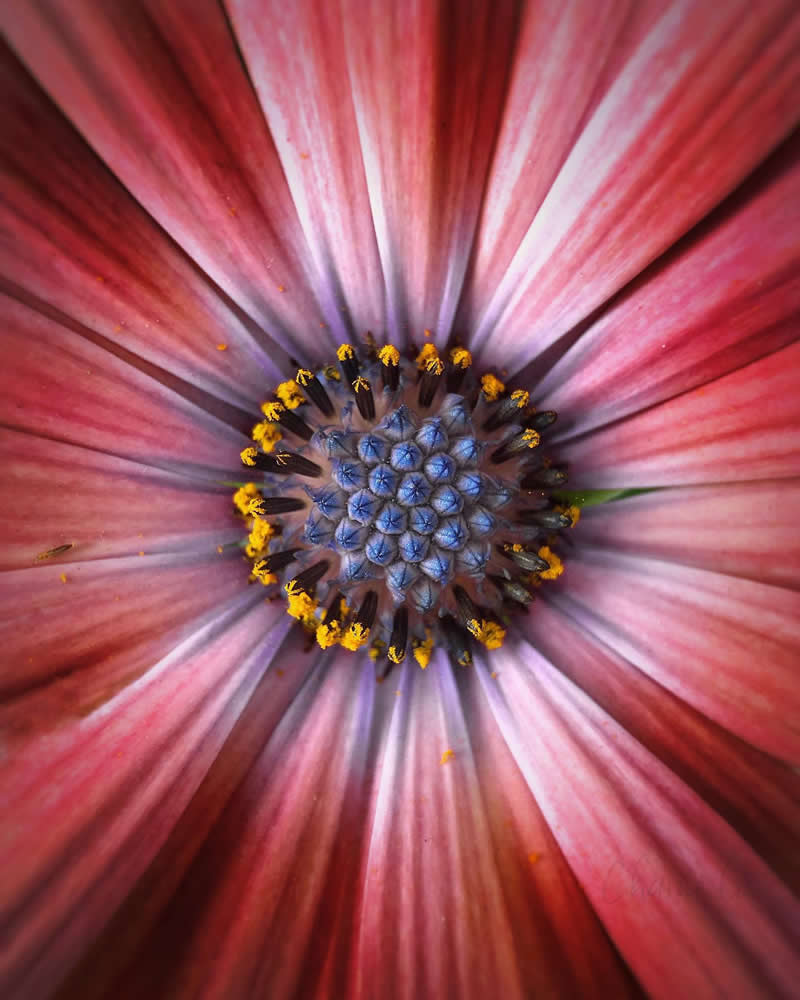 Beautiful Flower Photography by Charne