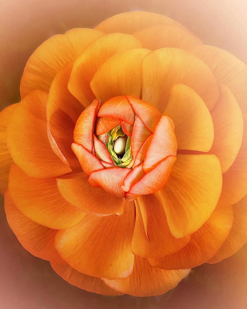 Beautiful Flower Photography by Charne