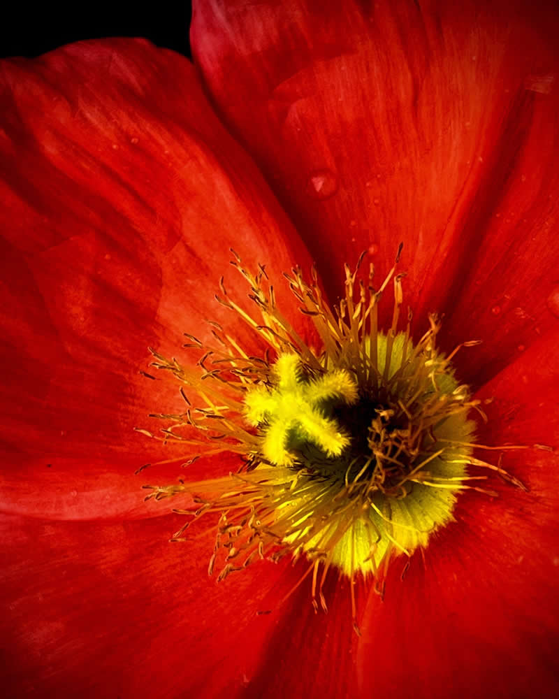 Beautiful Flower Photography by Charne