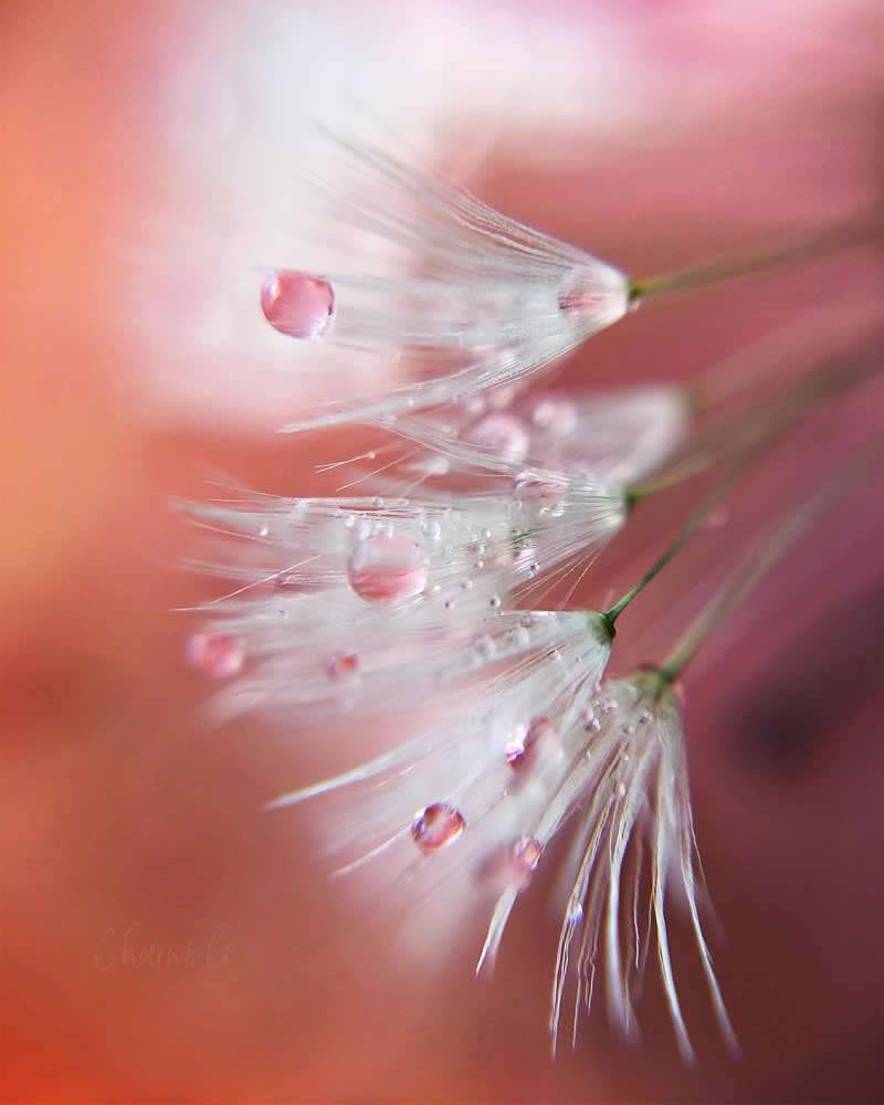 Beautiful Flower Photography by Charne