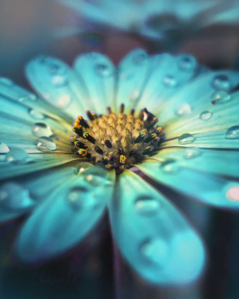 Beautiful Flower Photography by Charne