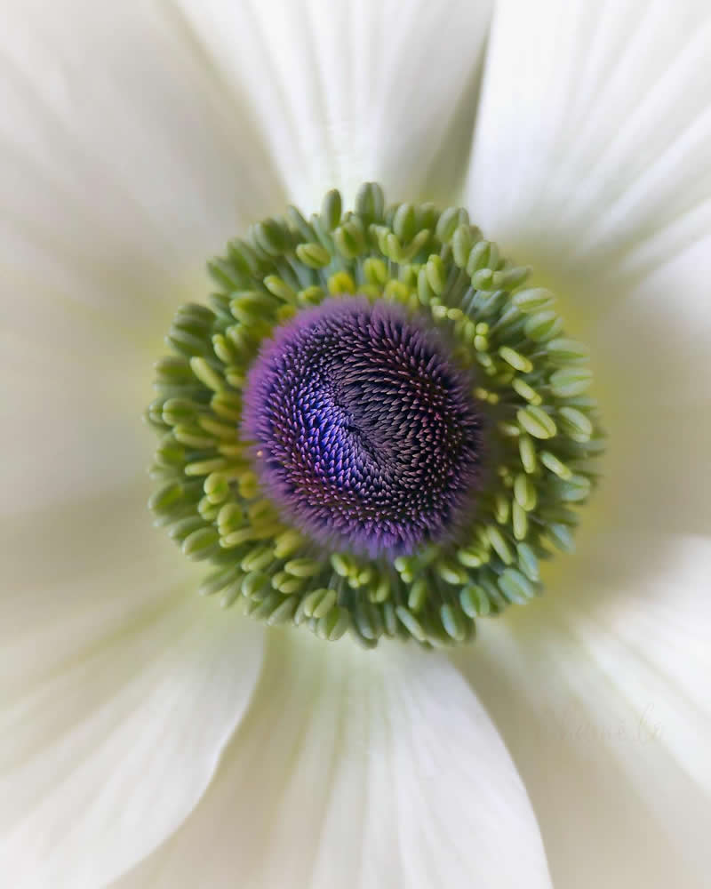 Beautiful Flower Photography by Charne