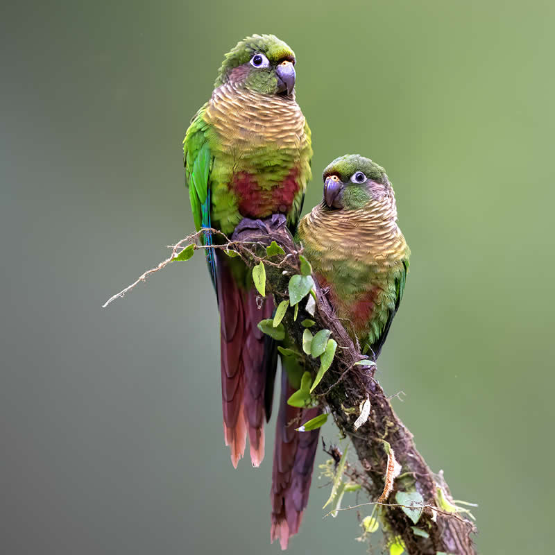 Beautiful Bird Photography by Yung Niem