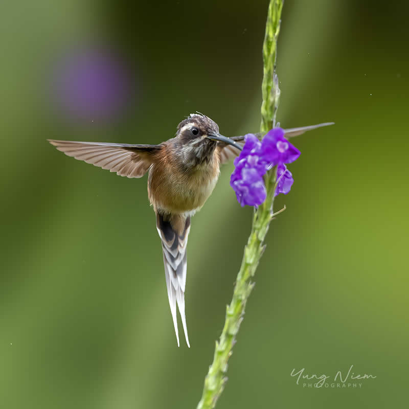 Beautiful Bird Photography by Yung Niem