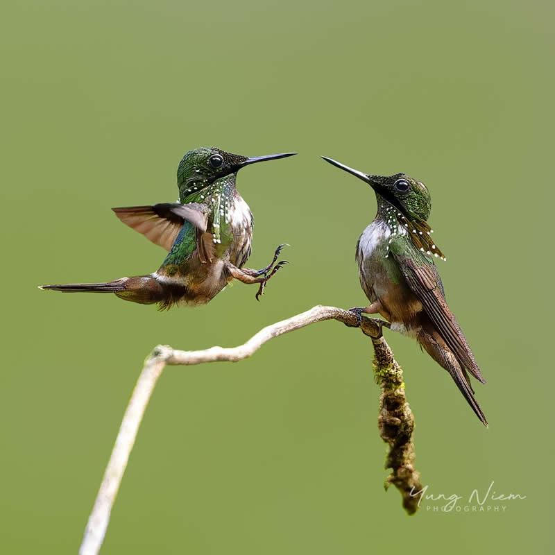 Beautiful Bird Photography by Yung Niem