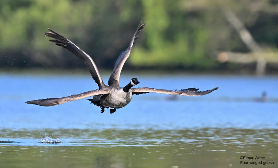 Nikon Comedy Wildlife Awards Are Now Open for Entries