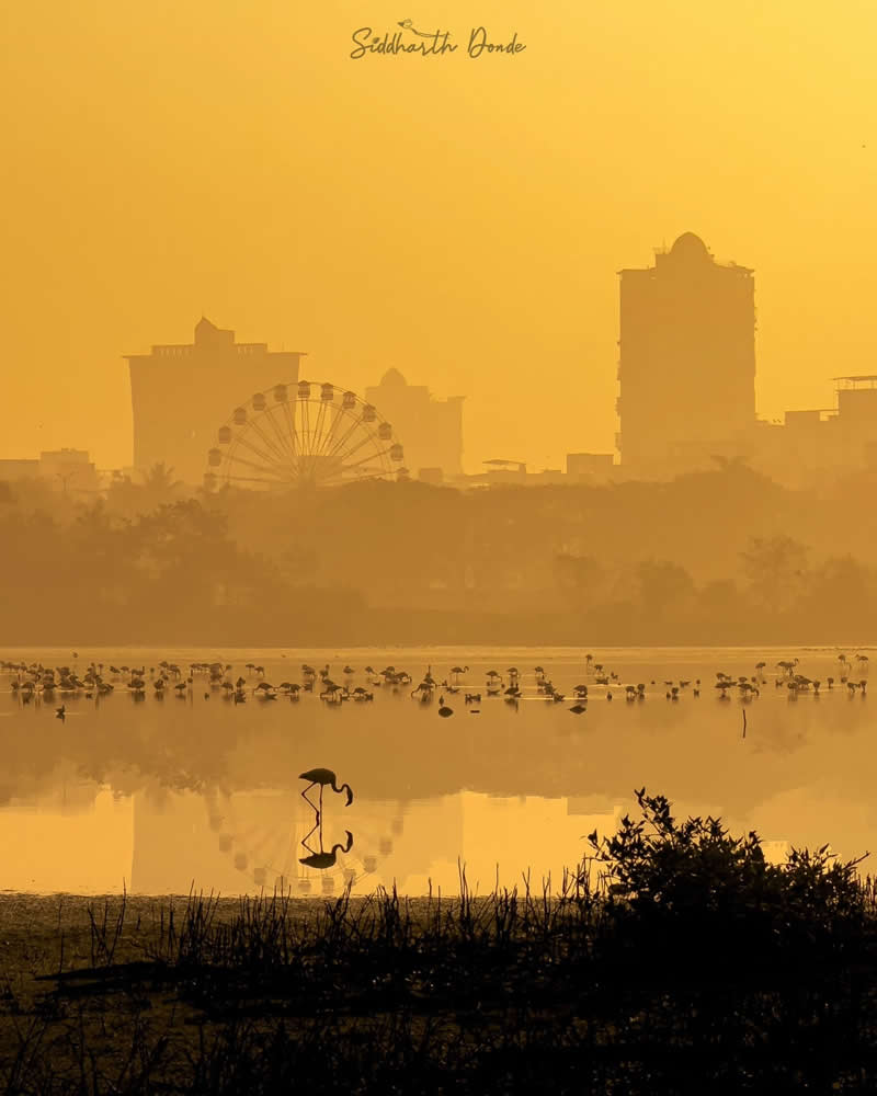 Indian Bird Photography by Siddharth Donde