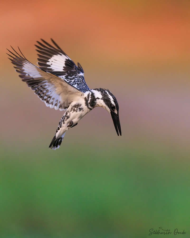 Indian Bird Photography by Siddharth Donde