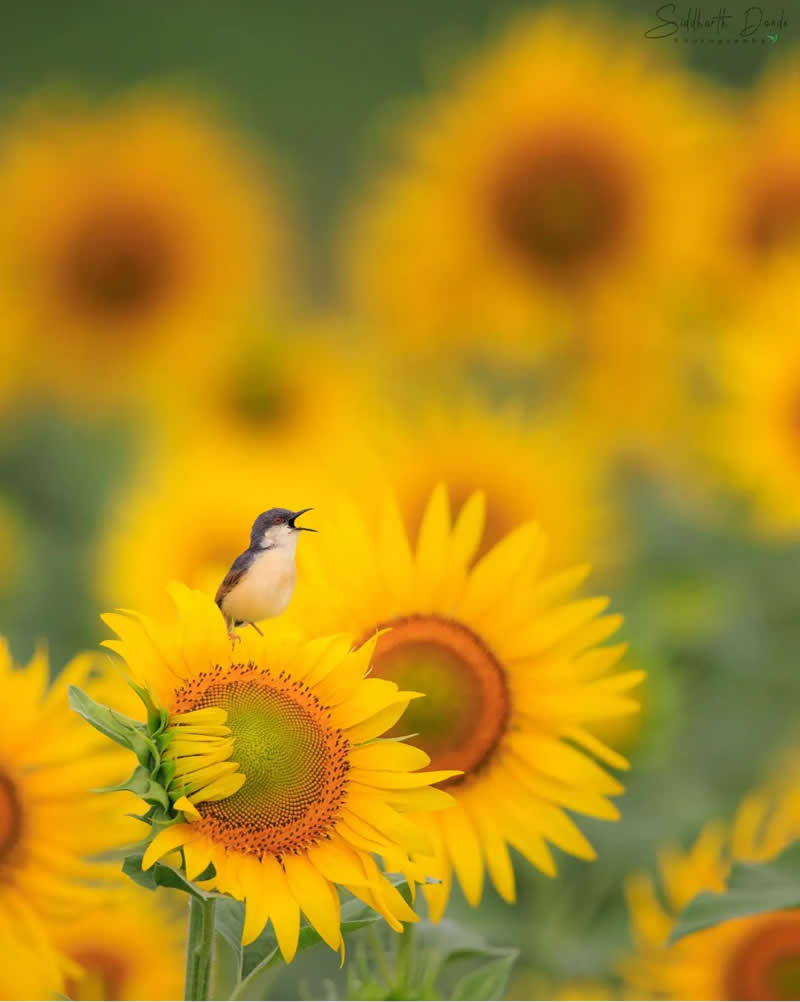 Indian Bird Photography by Siddharth Donde