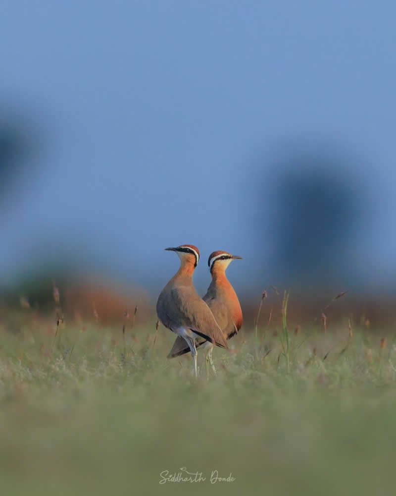 Indian Bird Photography by Siddharth Donde