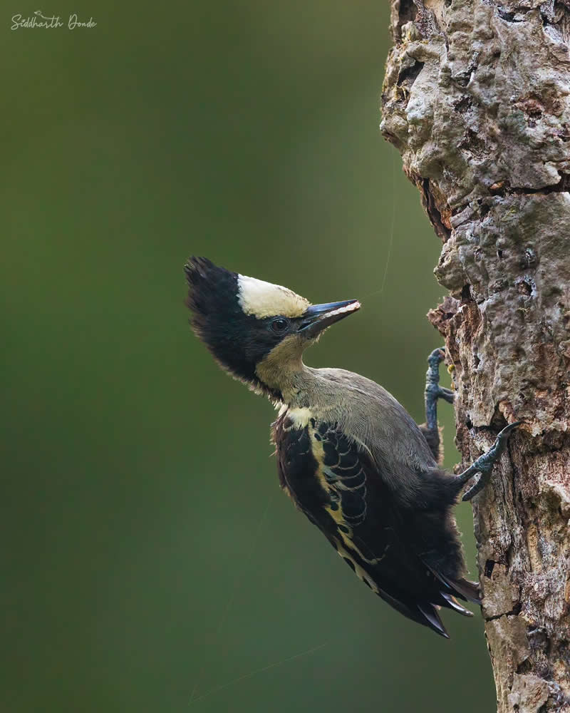 Indian Bird Photography by Siddharth Donde