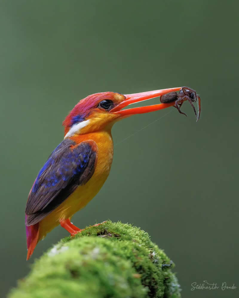 Indian Bird Photography by Siddharth Donde