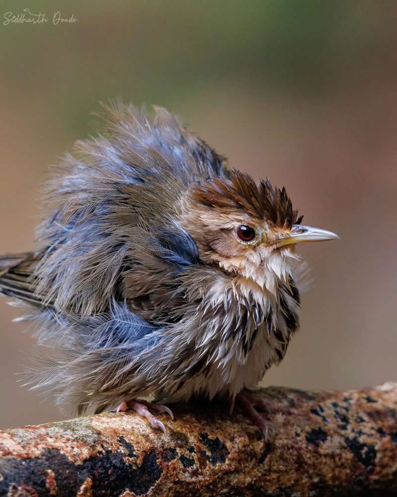 Indian Bird Photography by Siddharth Donde