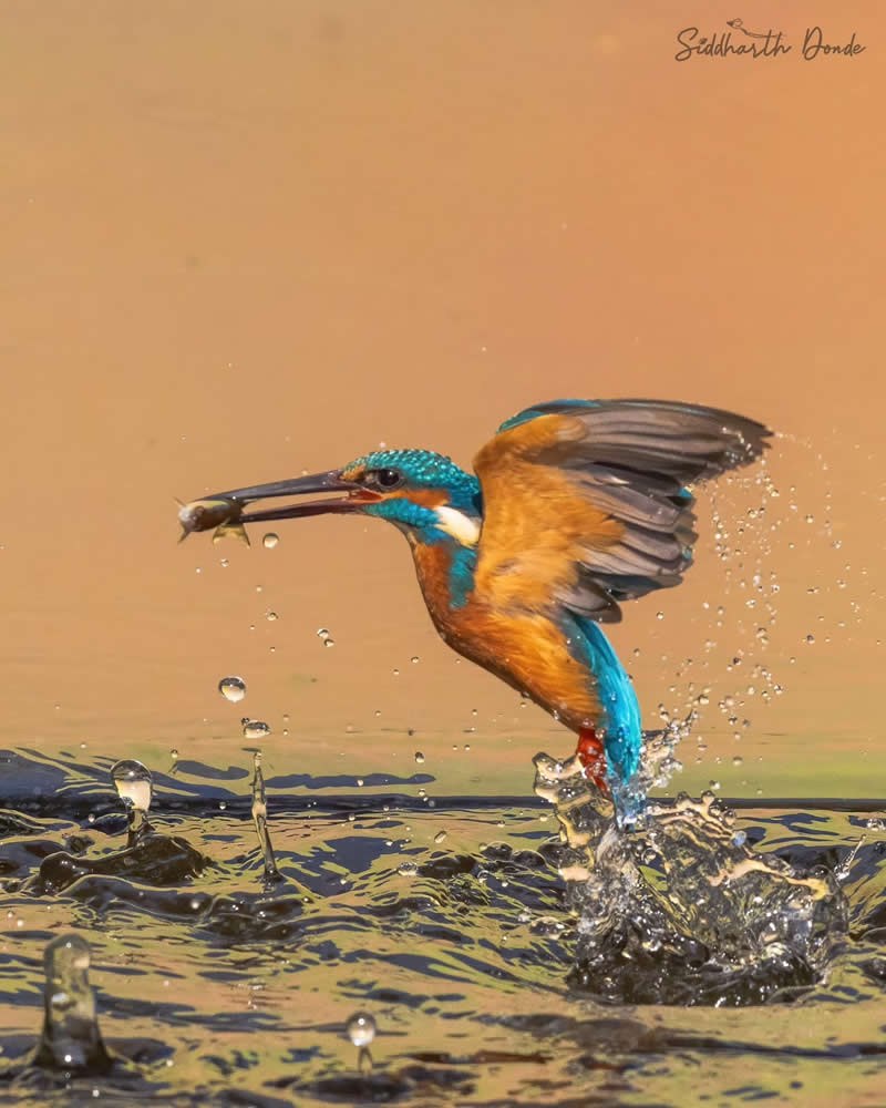 Indian Bird Photography by Siddharth Donde