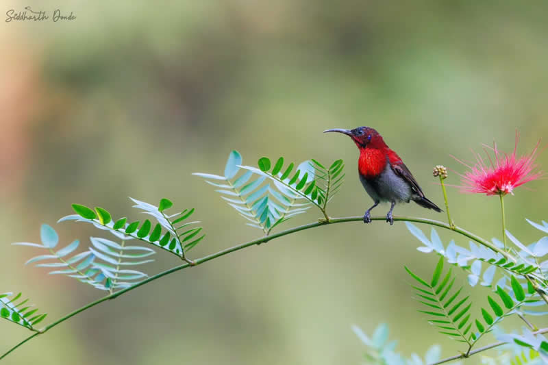 Indian Bird Photography by Siddharth Donde