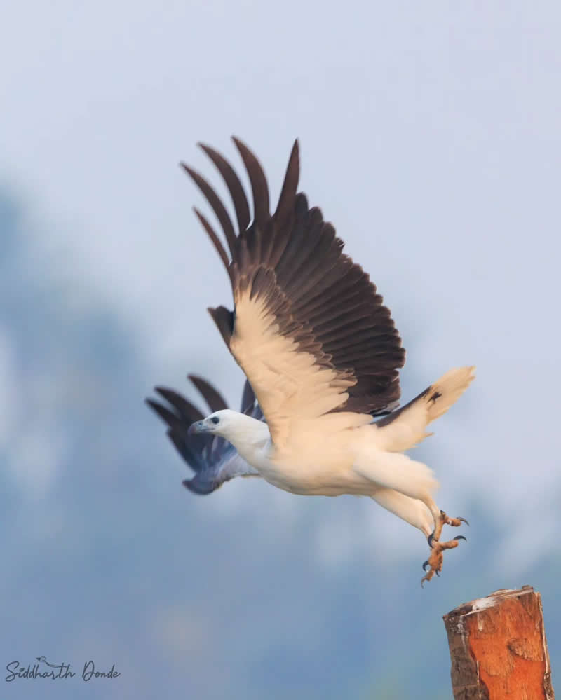 Indian Bird Photography by Siddharth Donde