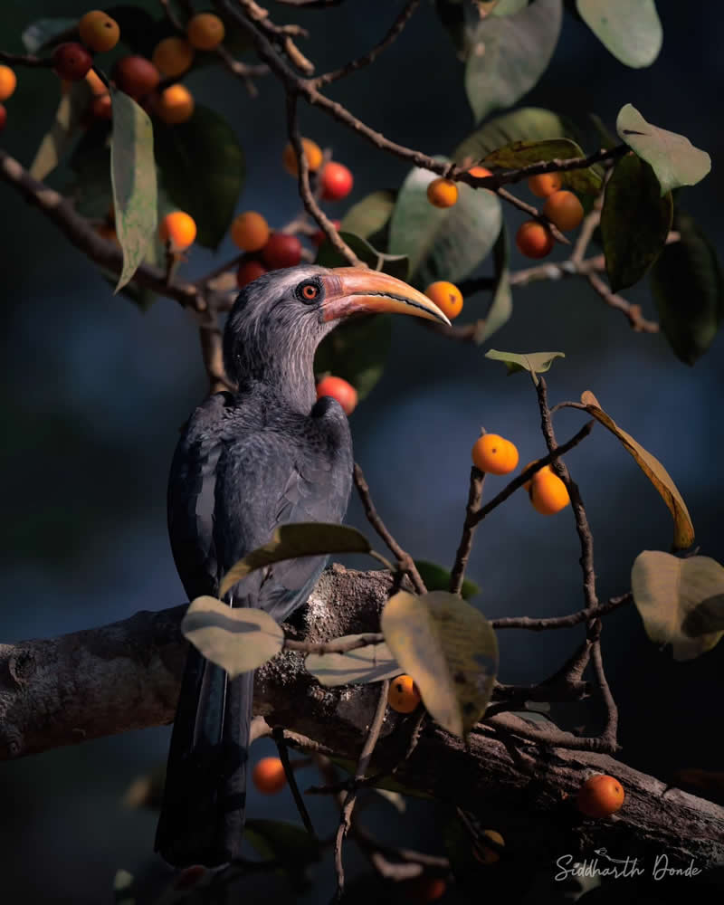 Indian Bird Photography by Siddharth Donde