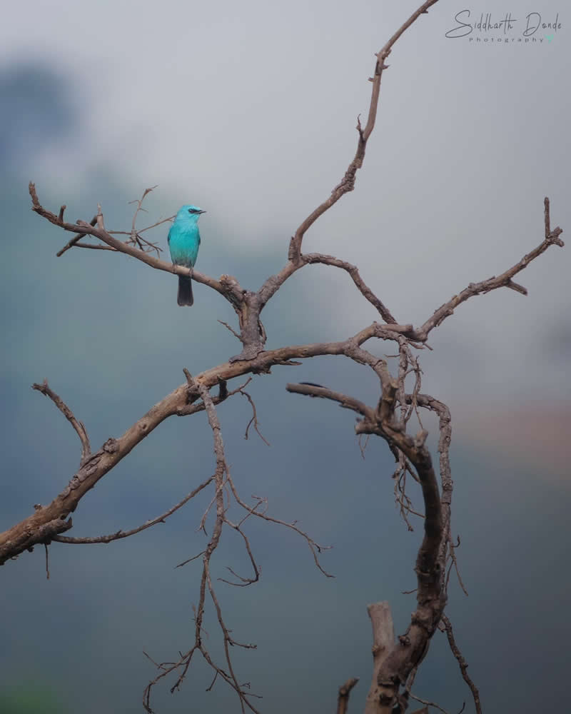 Indian Bird Photography by Siddharth Donde