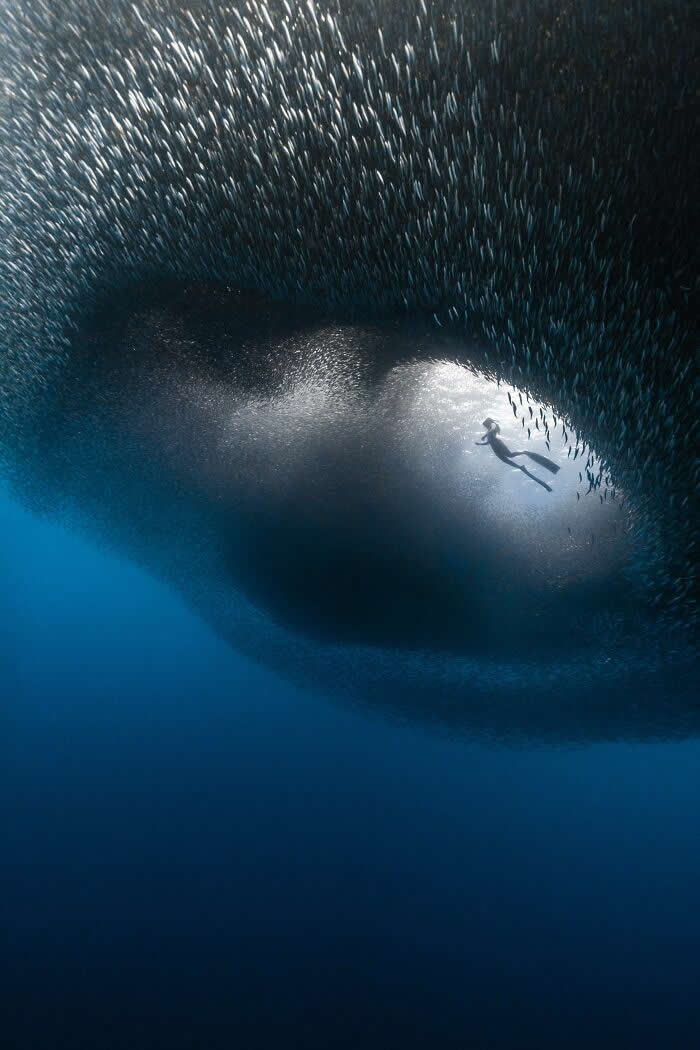 2024 International Photo Awards Nature Winners