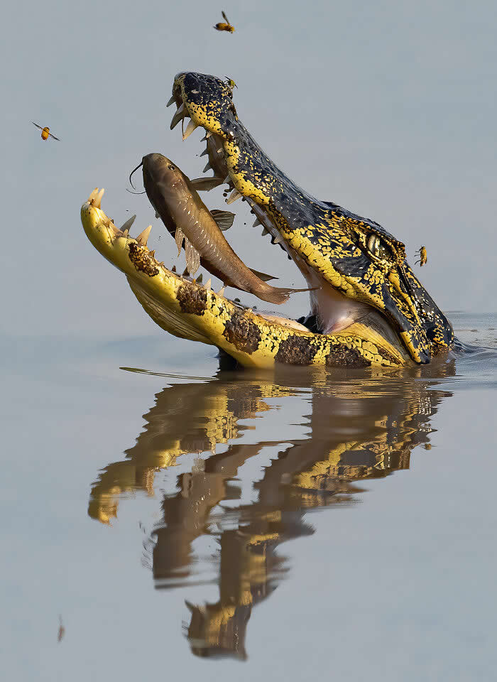 2024 International Photo Awards Nature Winners