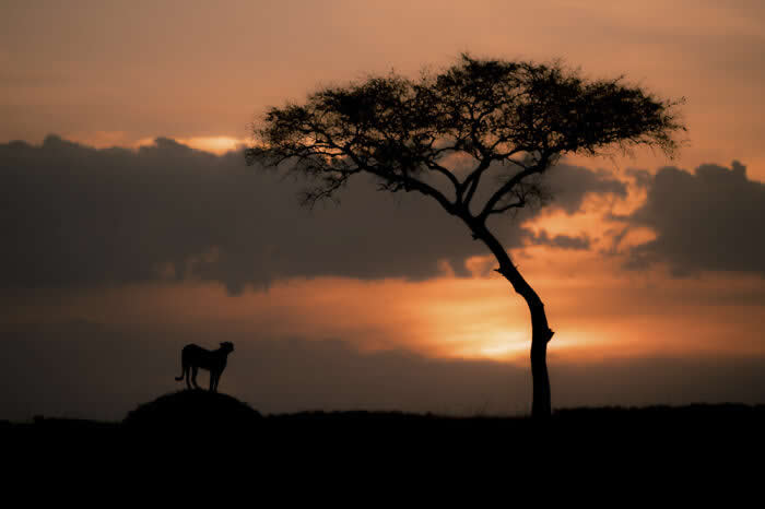 2024 International Photo Awards Nature Winners