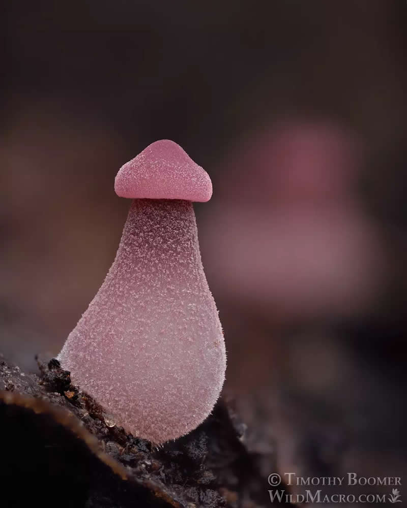 Magical Macro Photos of Fungi by Timothy Boomer