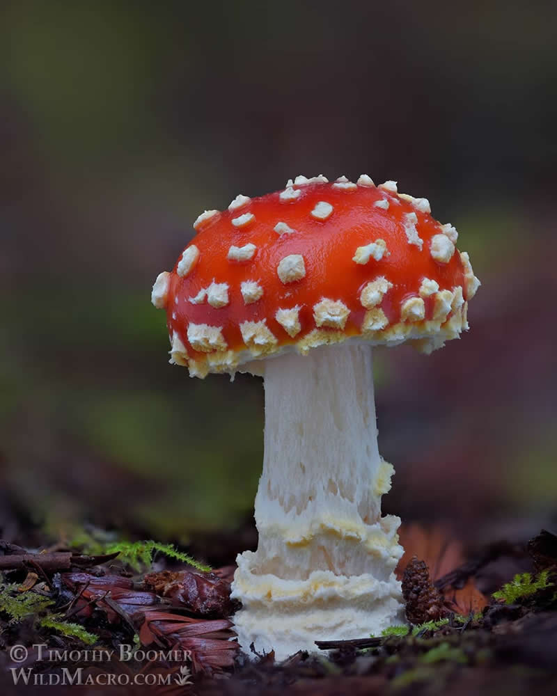 Magical Macro Photos of Fungi by Timothy Boomer