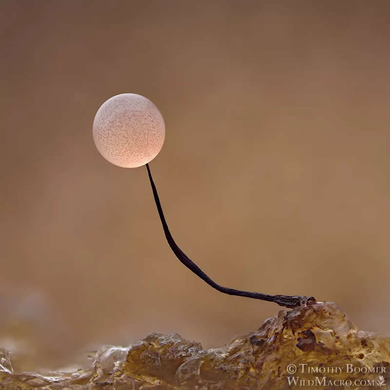 Magical Macro Photos of Fungi by Timothy Boomer