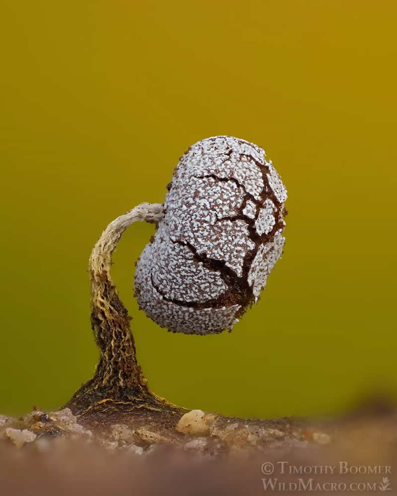 Magical Macro Photos of Fungi by Timothy Boomer