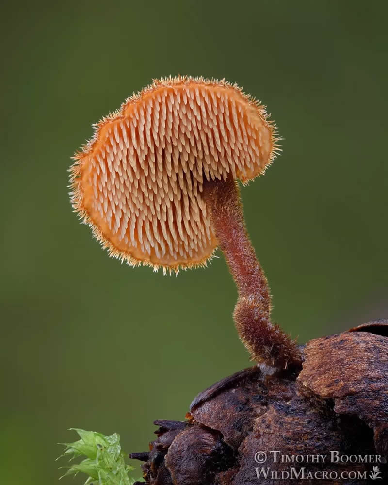 Magical Macro Photos of Fungi by Timothy Boomer